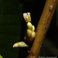 Agrostistachys indica Dalzell